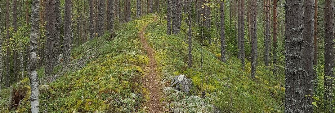 Haapajärven kaupungin tekniset palvelut hakee palvelusihteeriä. Tulossa aivan pian - alkusyksyn aikana - haettavaksi myös siivoojien, palveluvastaavien ja ruokapalvelutyöntekijän toimet.