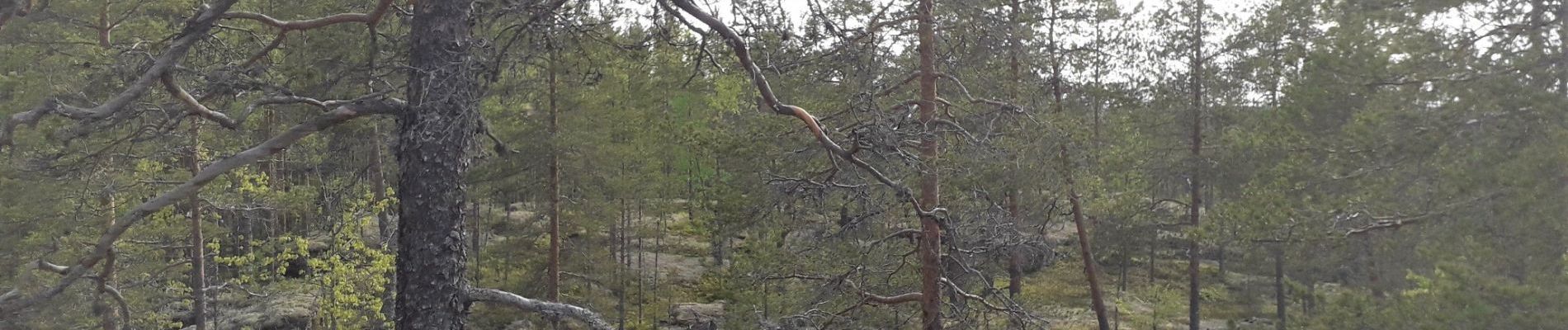 Iso-Kuuhingon ja Hanhilammen polun reittiseloste. 