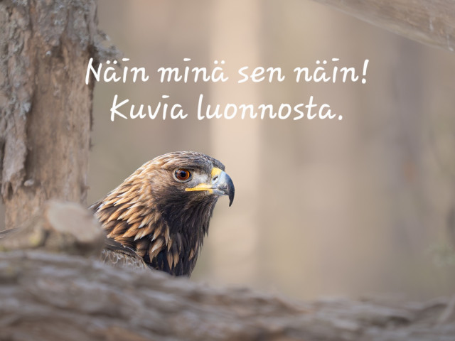 Hannu Virtasen luontokuvia