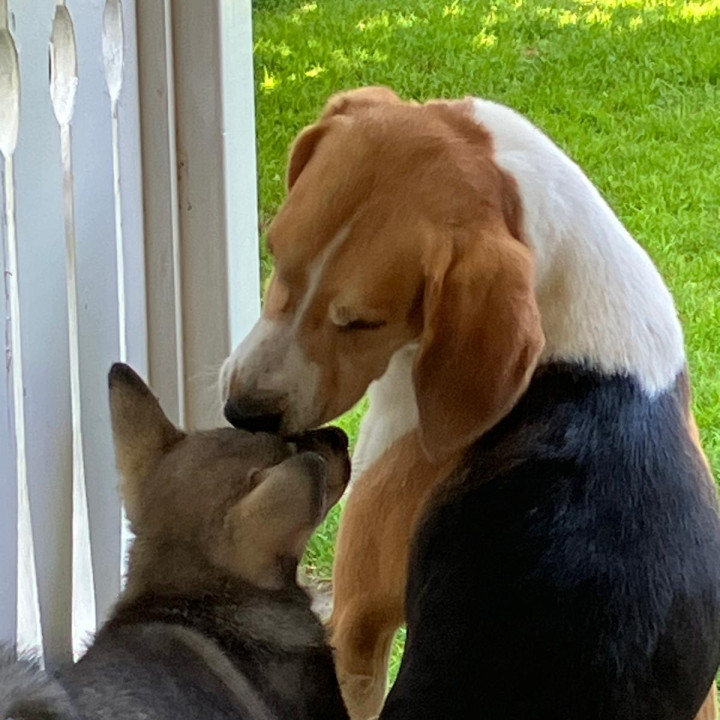 Koiranäyttely Ronkaalassa