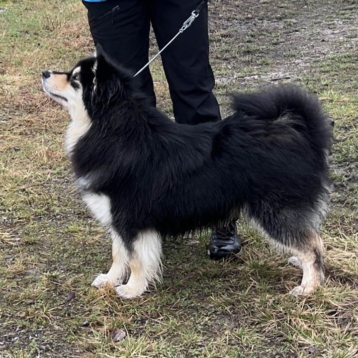 Koiranäyttelyharjoitus