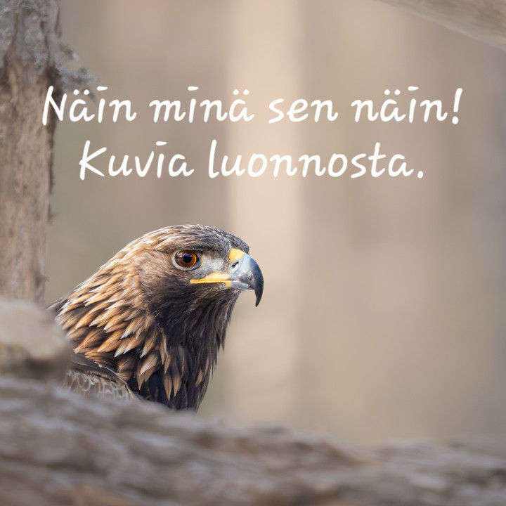 Hannu Virtasen luontokuvia